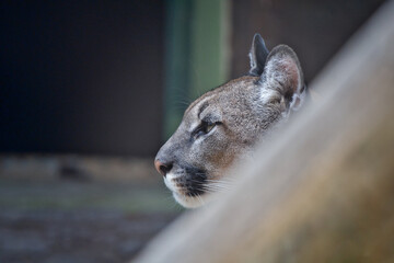 Profile Portrait of an Adult Cougar Looking Ahead © Miro