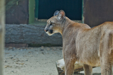Side View Profile Of Adult Cougar Standing Outdoors © Miro