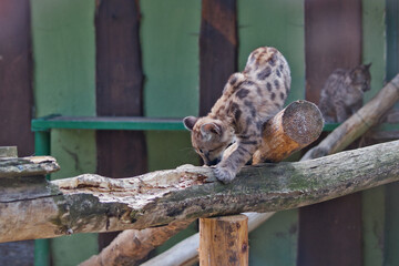Active Cougar Cub Climbing On Wooden Logs © Miro