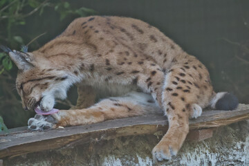 Eurasian Lynx Stretched Out Cleaning Hind Paw © Miro