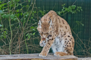Eurasian Lynx Licking Front Paw During Grooming Session © Miro