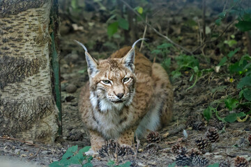 Eurasian Lynx Resting on Forest Floor Surrounded by Pinecones © Miro