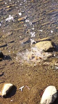 Vertical close-up video of a small rock being thrown into shallow clear water, creating a splash and expanding ripples across a sandy, pebbly streambed. Smooth rounded stones are visible beneath the t