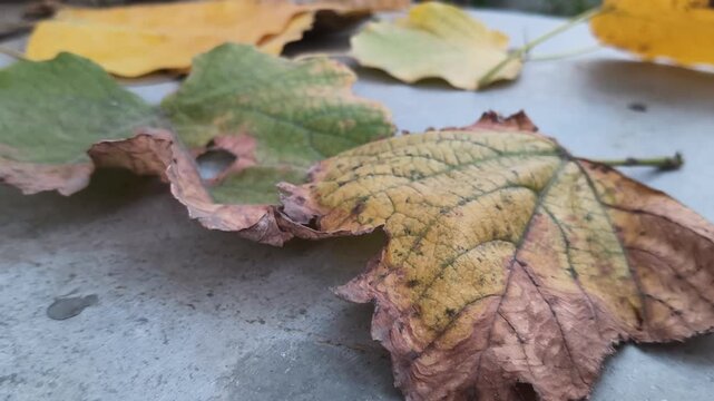 Autumn Fallen leaves on the ground . Autumn season falling dry leaf.
