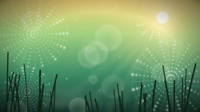 Macro sunrise meadow dew drops on spider webs gold lime green natural light seamless looping background footage