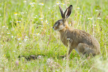 A cute brown hare peeking through wildflowers  a hare amidst white blossoms in a wildflower meadow  a brown hare with large ears  in the sunlight  Leporidae © Rebecca