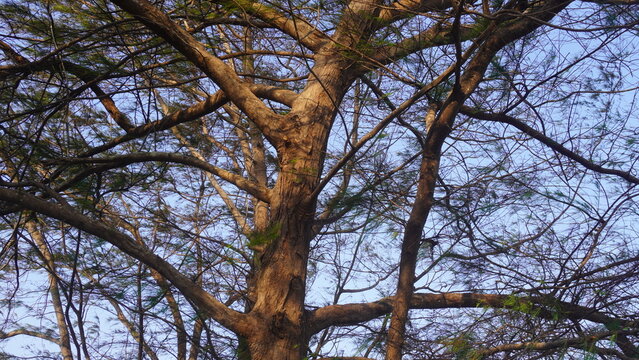 Low angle view of thick tree branches stretching under a bright blue sky.