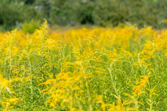 Ambrosia ragweed growing in a sunny summer meadow, allergenic wild grass with flowering stems and pollen, natural seasonal landscape for allergy awareness, ecology, health and environmental campaigns