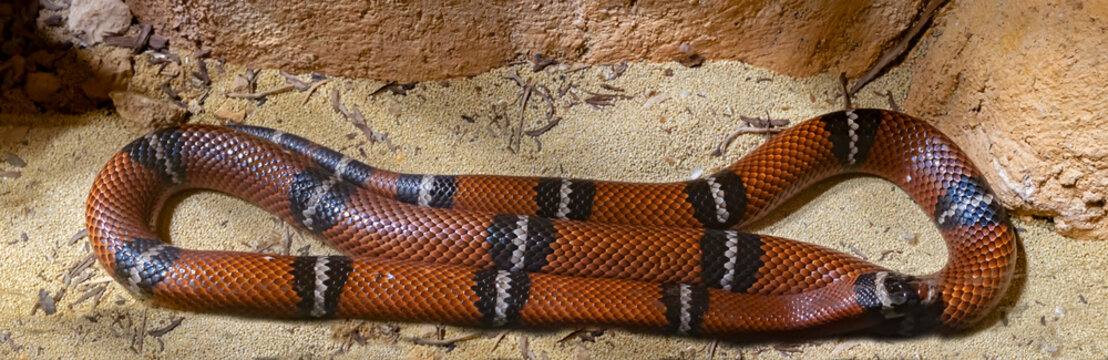 Mexican milk snake also known as Tamaulipan milksnake. Latin name - Lampropeltis annulata
