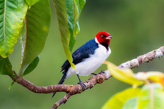 Red-capped cardinal perched on tropical tree branch