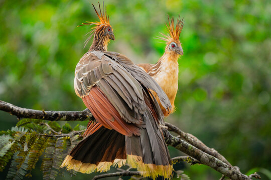 Hoatzin pair perched on branch in Amazon rainforest