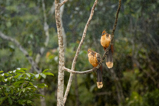 Hoatzin pair perch in rain forest during rainfall