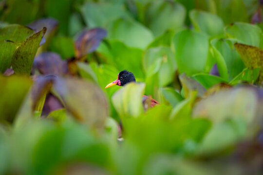 Wattled jacana hidden among lush wetland vegetation