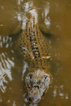 Spectacled caiman swimming in murky Amazon rainforest water