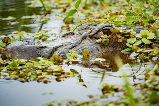 Black caiman hidden among floating river vegetation
