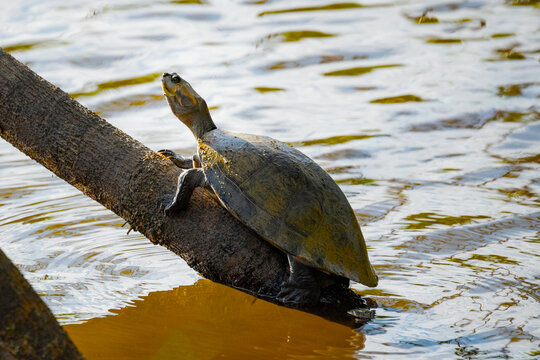 Turtle bask on tree trunk above river water