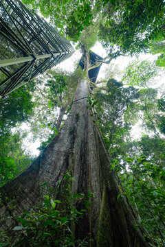 Giant rainforest tree viewed from below beside canopy tower