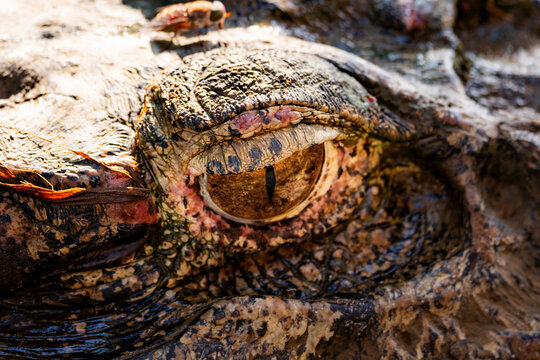 Spectacled caiman eye close-up in Amazon rainforest