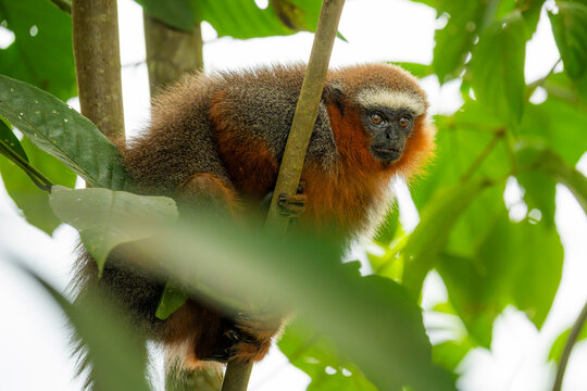 White-tailed titi monkey perched in Amazon rainforest