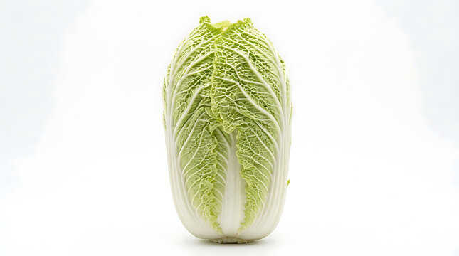 Fresh Napa Cabbage on White Background