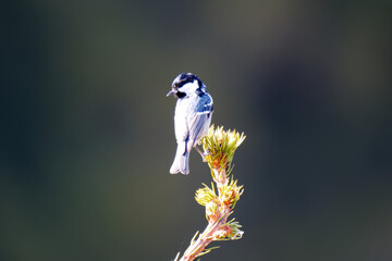 Coal tit (Periparus ater) perched atop a green conifer shoot © Filip