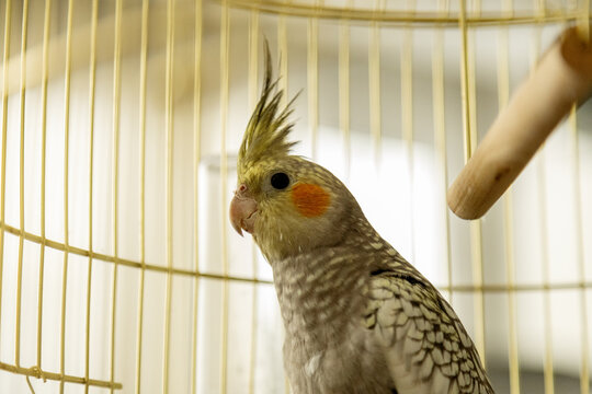 Parrot behind cage bars in warm golden sunlight