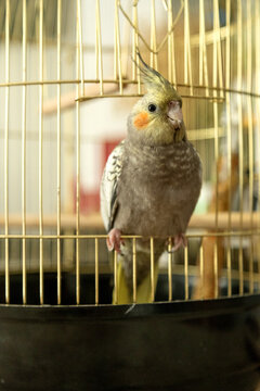 Cockatiel parrot behind cage door in warm indoor light