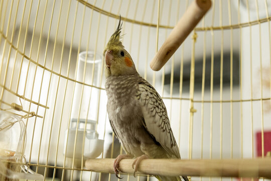Parrot behind cage bars in warm indoor sunlight