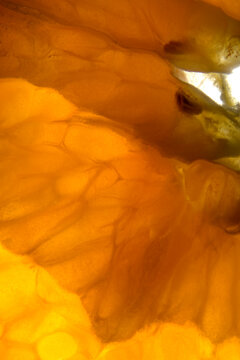Macro view of orange slice pulp with luminous texture