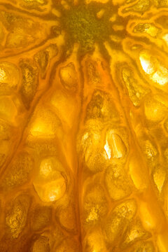 Macro detail of backlit orange slice with textured pulp