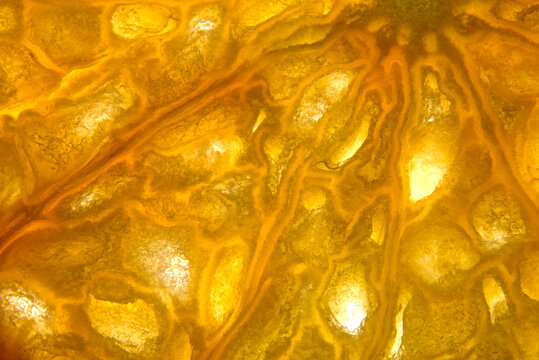 Macro view of translucent orange slice texture with backlight