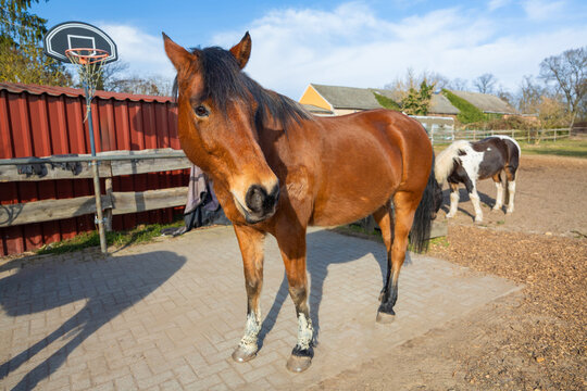 Brown horse stand in sunny rural paddock with pony
