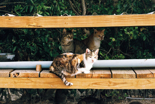 Feral cats at outdoor shelter