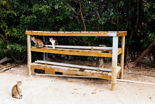 Stray cats at a outdoor cat shelter