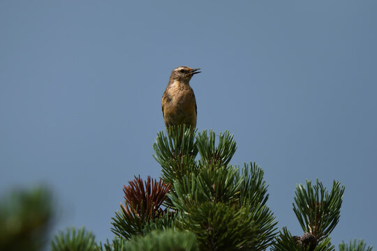 Water pipit perched on the top of a pine shoot with its beak open