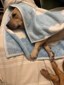 dog sleeping in blanket