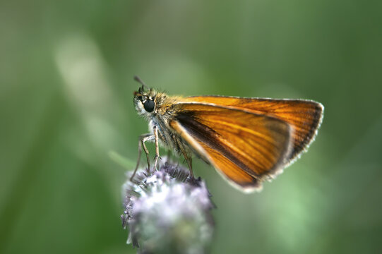 Large skipper resting side-on atop a pale flower head