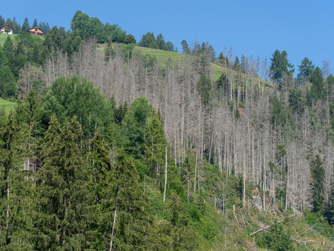 Woods destroyed by the European spruce bark beetle, whose scientific name is Ips typographus, the beetle that is ravaging the forests. Italian Alps