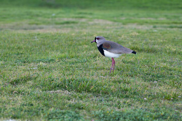 Full length profile portrait of a Southern Lapwing or Tero bird in its natural environment. © Rita