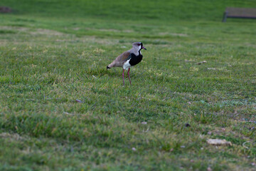Full length profile portrait of a Southern Lapwing or Tero bird in its natural environment. © Rita