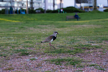 Full length profile portrait of a Southern Lapwing or Tero bird in its natural environment. © Rita