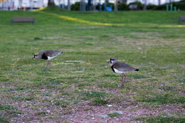 Full length profile portrait of a Southern Lapwing or Tero bird in its natural environment. © Rita
