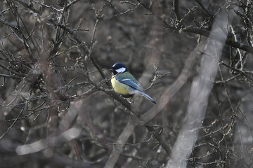 Great tit (Parus major) perched among bare lichen-covered branches © Filip