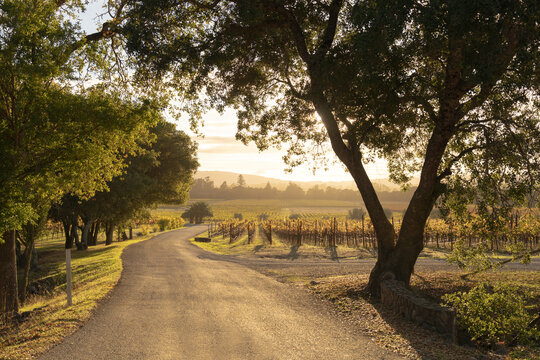 Napa Valley vineyard in golden morning light