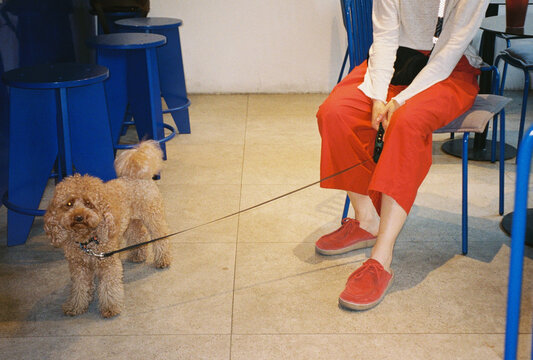Dog sits beside a person in a cafe during the day