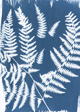 Cyanotype Print with Fern Silhouettes
