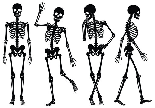 Black silhouette of human skeletons in various poses against a white background