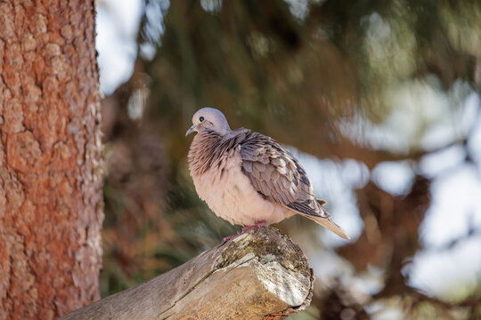 Eared Dove (Zenaida auriculata) perched on a branch.