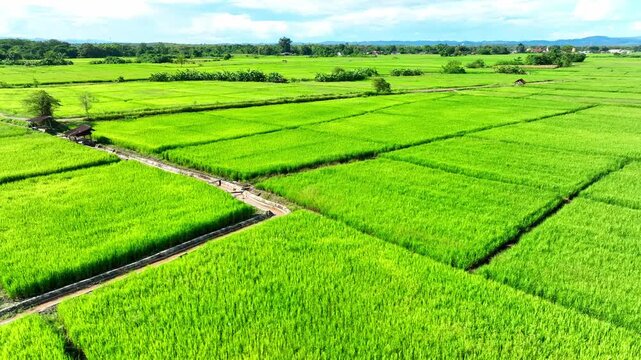 Aerial view shows rectangular rice paddies creating an impressive geometric landscape, highlighting intensive cultivation, healthy crops, irrigation infrastructure, and rural land management. Thailand