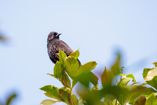 A Variable Oriole (Icterus pyrrhopterus) perched on a branch on the blue sky.